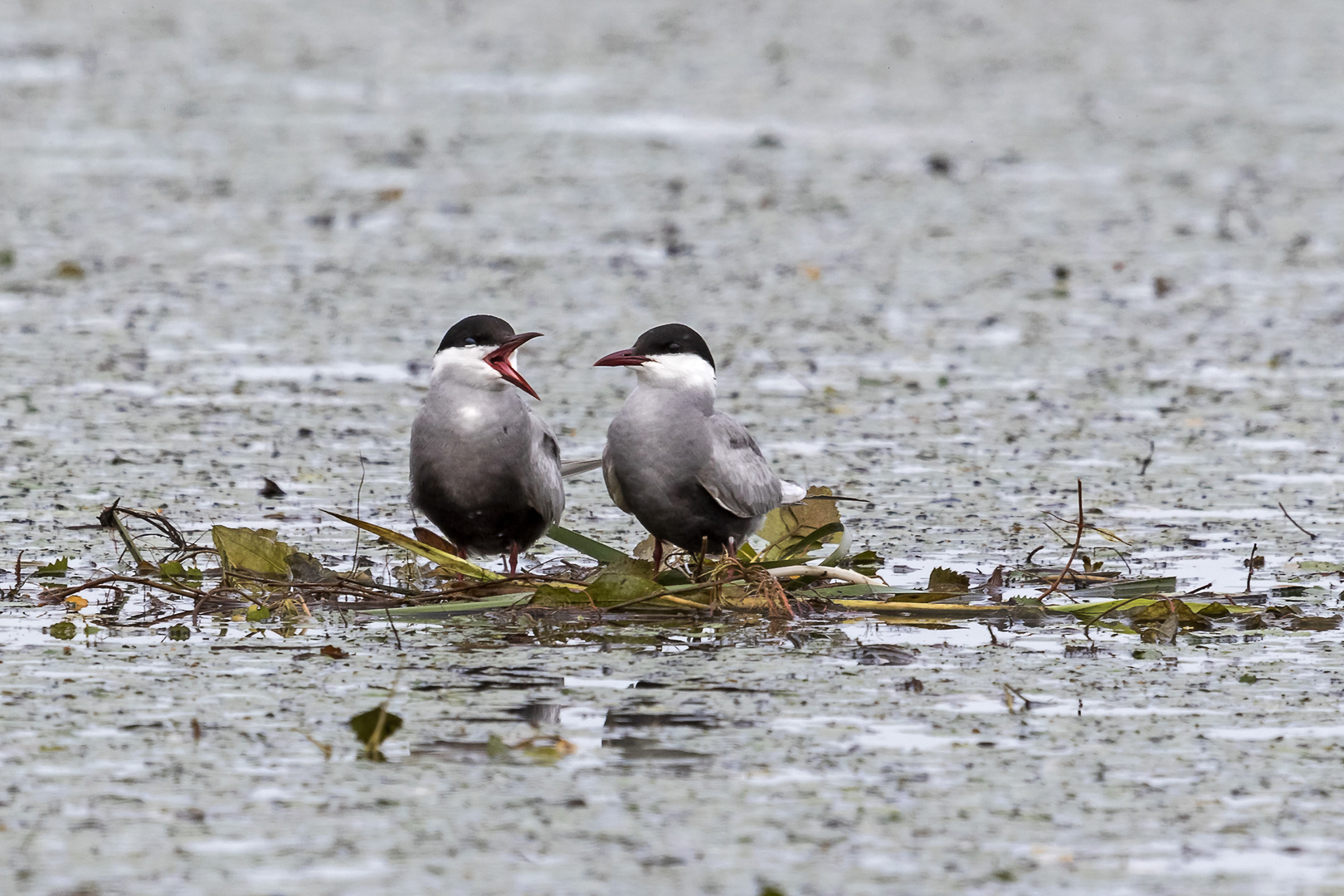 Weißbart-Seeschwalben auf dem Nest