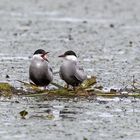 Weißbart-Seeschwalben auf dem Nest