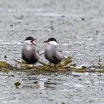 Weißbart-Seeschwalben auf dem Nest