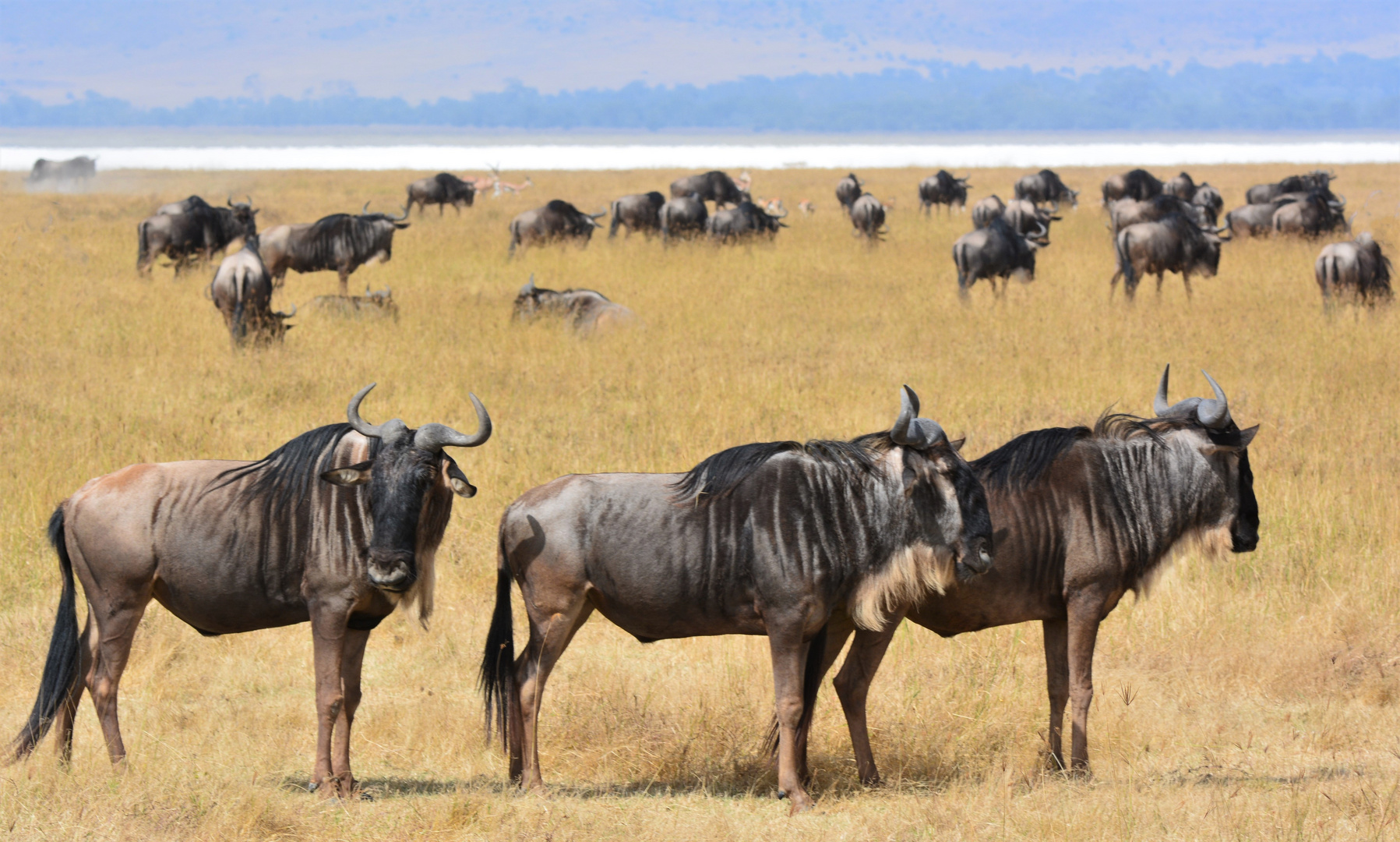 Weißbartgnu  -  Ngorongoro-Krater