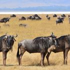 Weißbartgnu  -  Ngorongoro-Krater