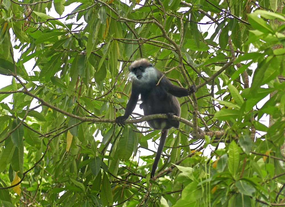 Weissbartlangur