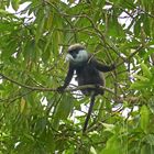 Weissbartlangur