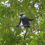 Weissbartlangur