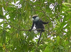 Weissbartlangur