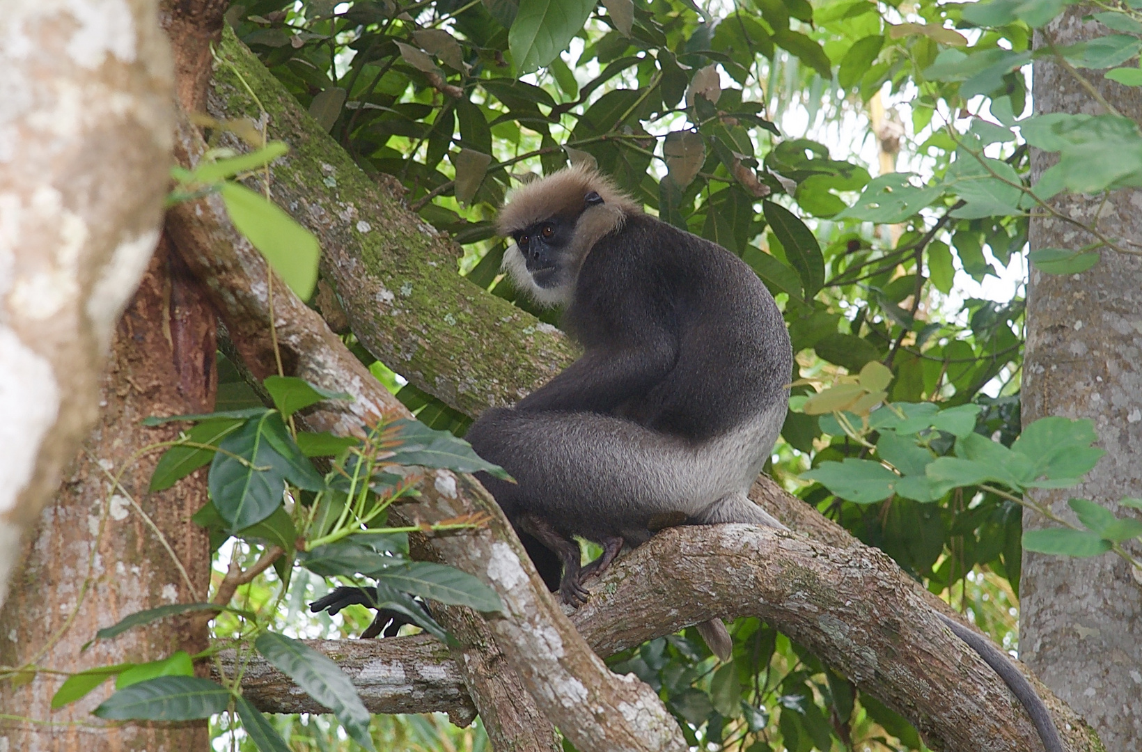 Weißbartlangur aus dem Tropischen Regenwald von Sri Lanka