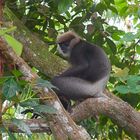 Weißbartlangur aus dem Tropischen Regenwald von Sri Lanka