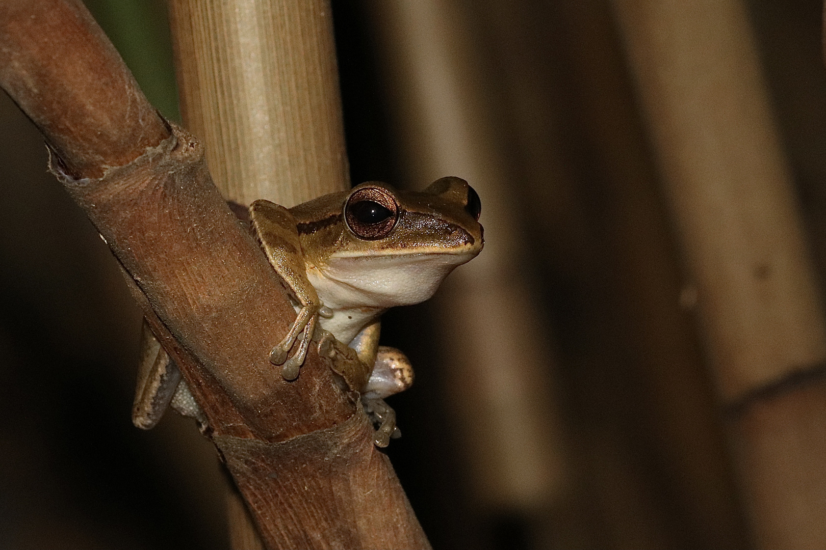 „Weissbartruderfrosch“