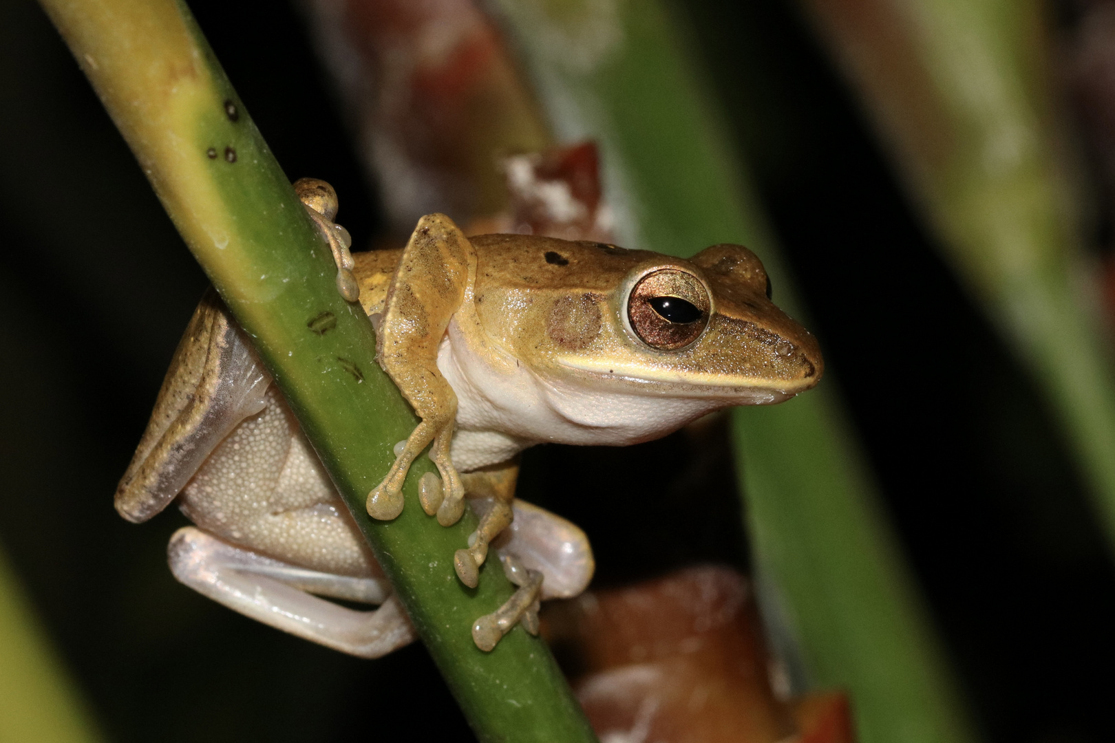 „Weißbartruderfrosch“