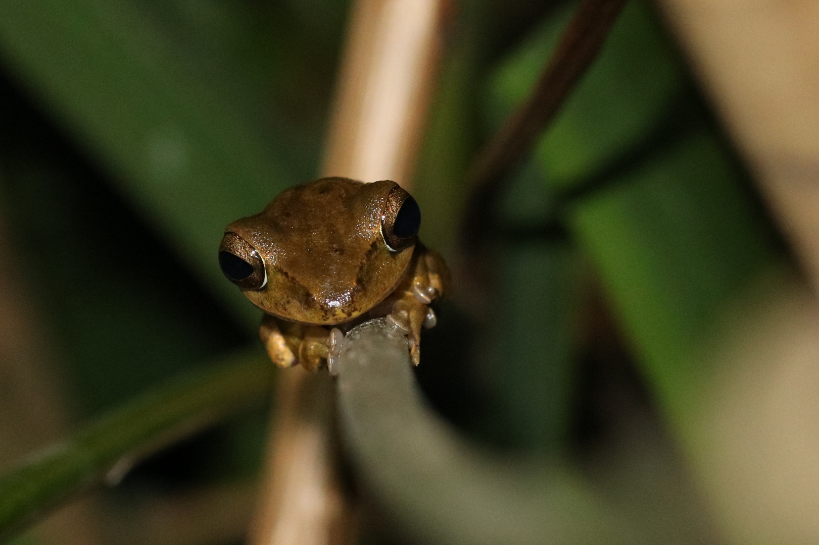 Weissbartruderfrosch- noch ganz klein!