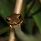 Weissbartruderfrosch- noch ganz klein!