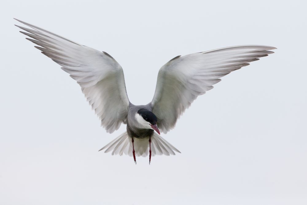 Weissbartseeschwalbe / Whisker tern