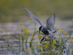 Weissbartseeschwalbe / Whiskered tern