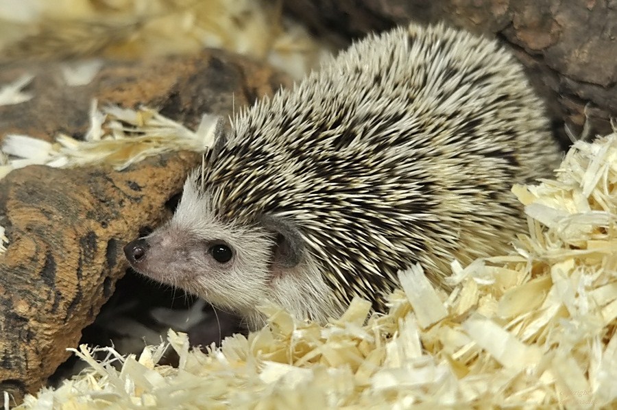 Weißbauch - Igel !!!