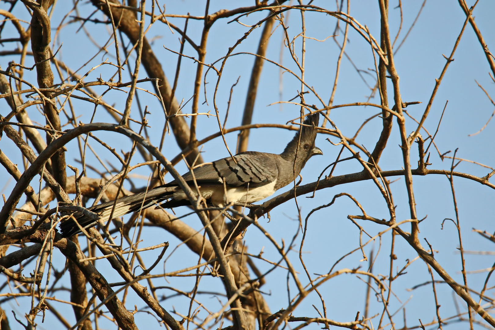 Weißbauch-Lärmvogel 