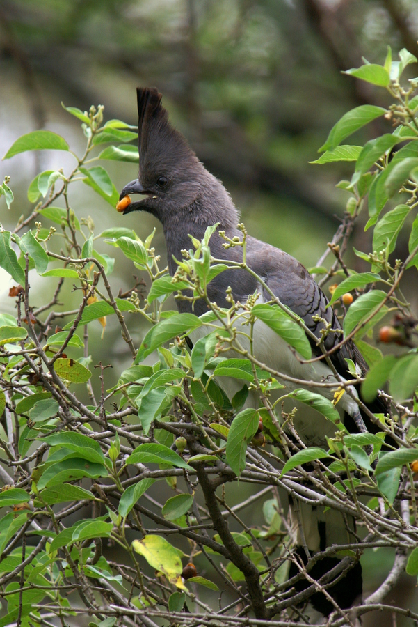 Weißbauch-Lärmvogel (Corythaixoides leucogaster), Äthiopien 2006