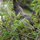 Weißbauch-Lärmvogel (Corythaixoides leucogaster), Äthiopien 2006