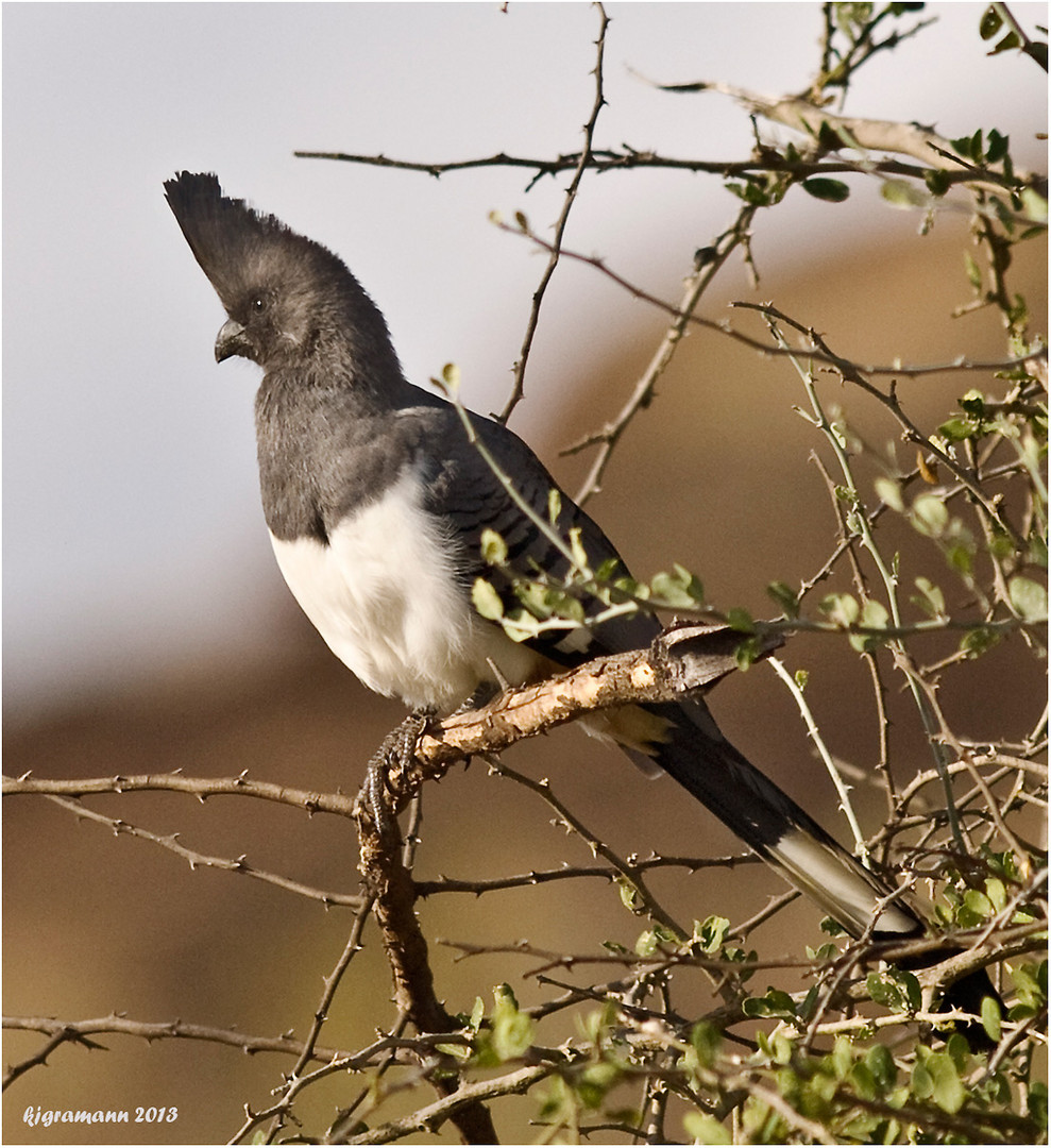 Weißbauch-Lärmvogel (Corythaixoides leucogaster)....