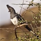 Weißbauch-Lärmvogel (Corythaixoides leucogaster)....