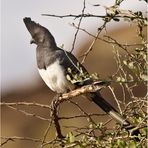 Weißbauch-Lärmvogel (Corythaixoides leucogaster)....