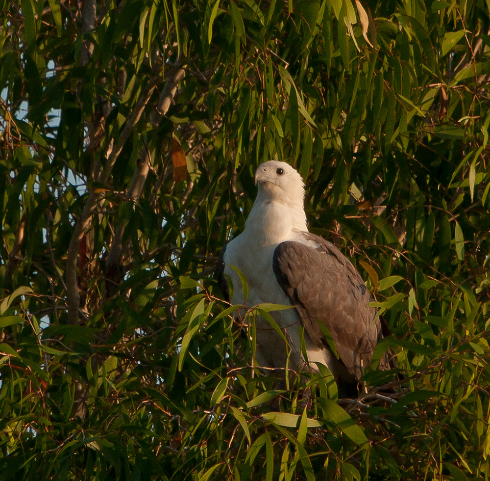 Weißbauch-Seeadler