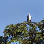 Weissbauch-Seeadler