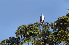 Weissbauch-Seeadler