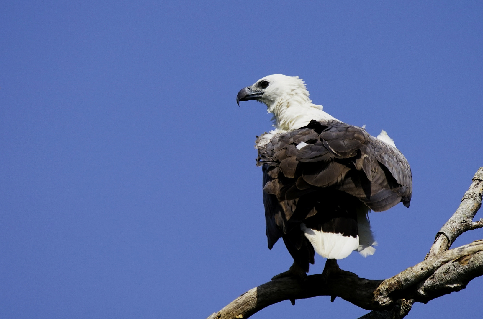 Weißbauch Seeadler.