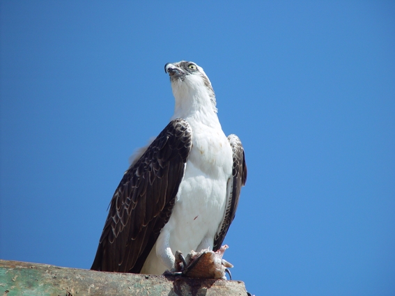 Weißbauch-Seeadler