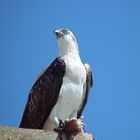 Weißbauch-Seeadler