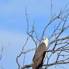 Weißbauch-Seeadler (Haliaeetus leucogaster)