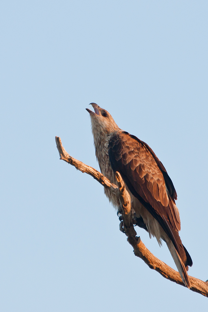 Weißbauch-Seeadler juv.