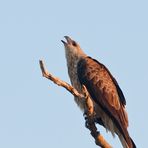 Weißbauch-Seeadler juv.