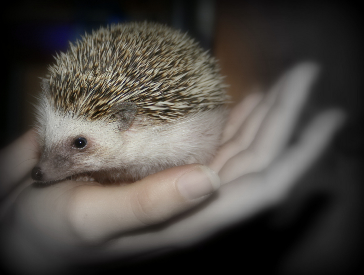 Weißbauchigel auf der hand