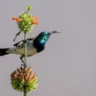 Weißbauchnektarvogel (Nectarinia talatala)