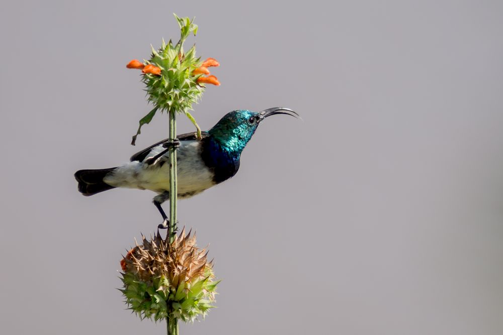 Weißbauchnektarvogel (Nectarinia talatala)