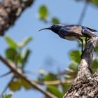 Weißbauchnektarvogel - White bellied Sunbird (Cinnyris talatala)