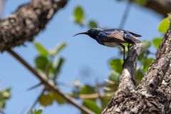 Weißbauchnektarvogel - White bellied Sunbird (Cinnyris talatala)