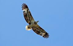 Weissbauchseeadler 1