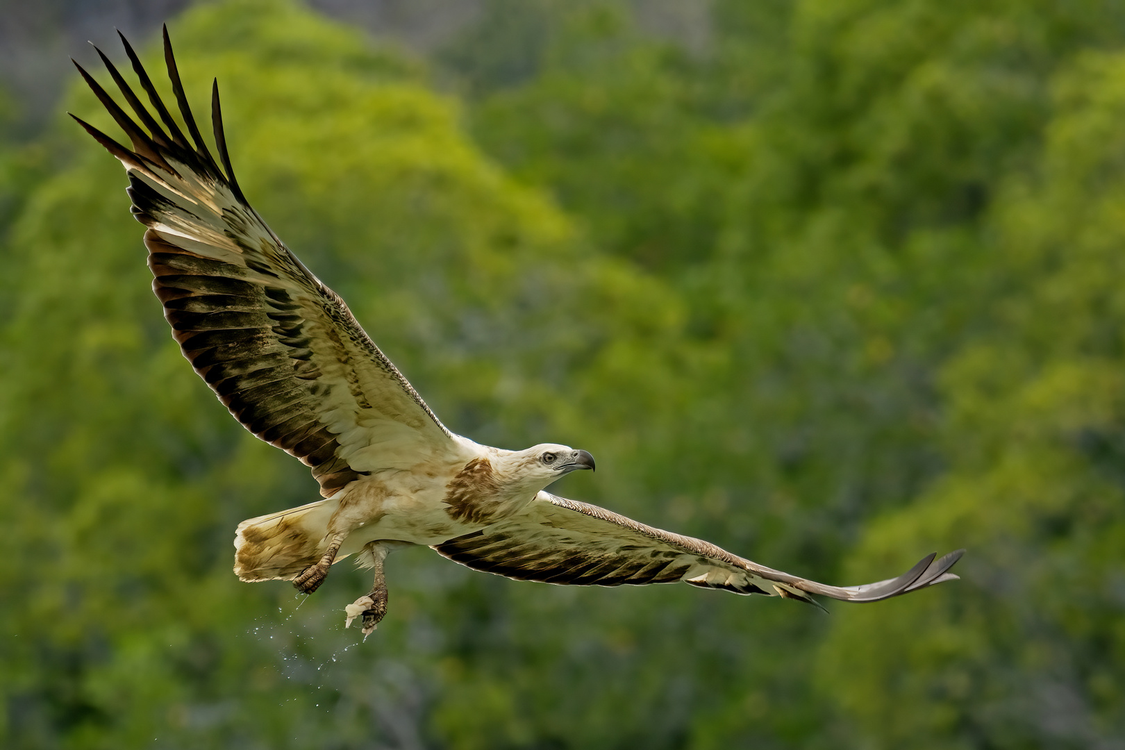 Weißbauchseeadler