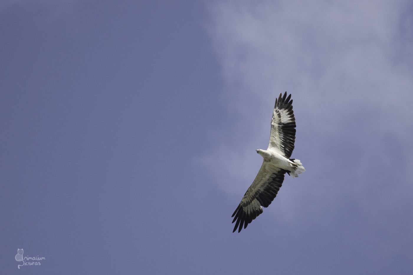 Weißbauchseeadler