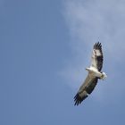 Weißbauchseeadler