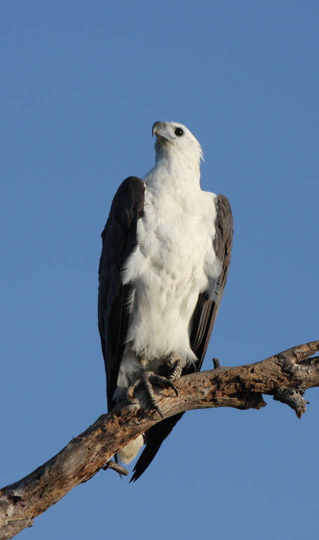 Weißbauchseeadler