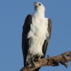 Weißbauchseeadler