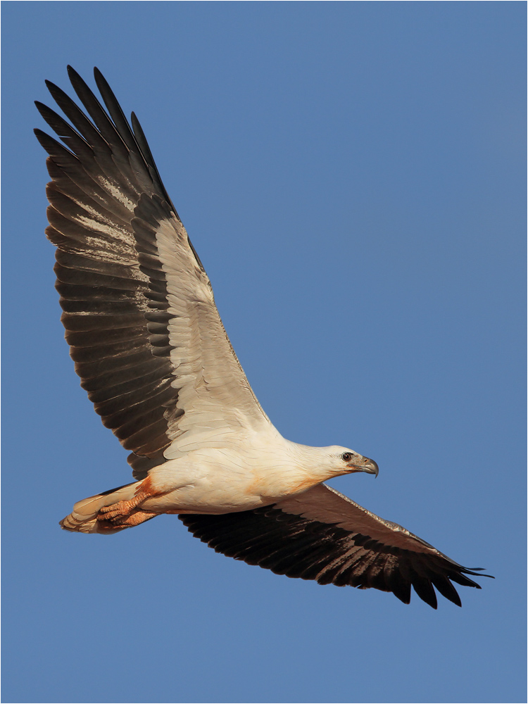 Weissbauchseeadler