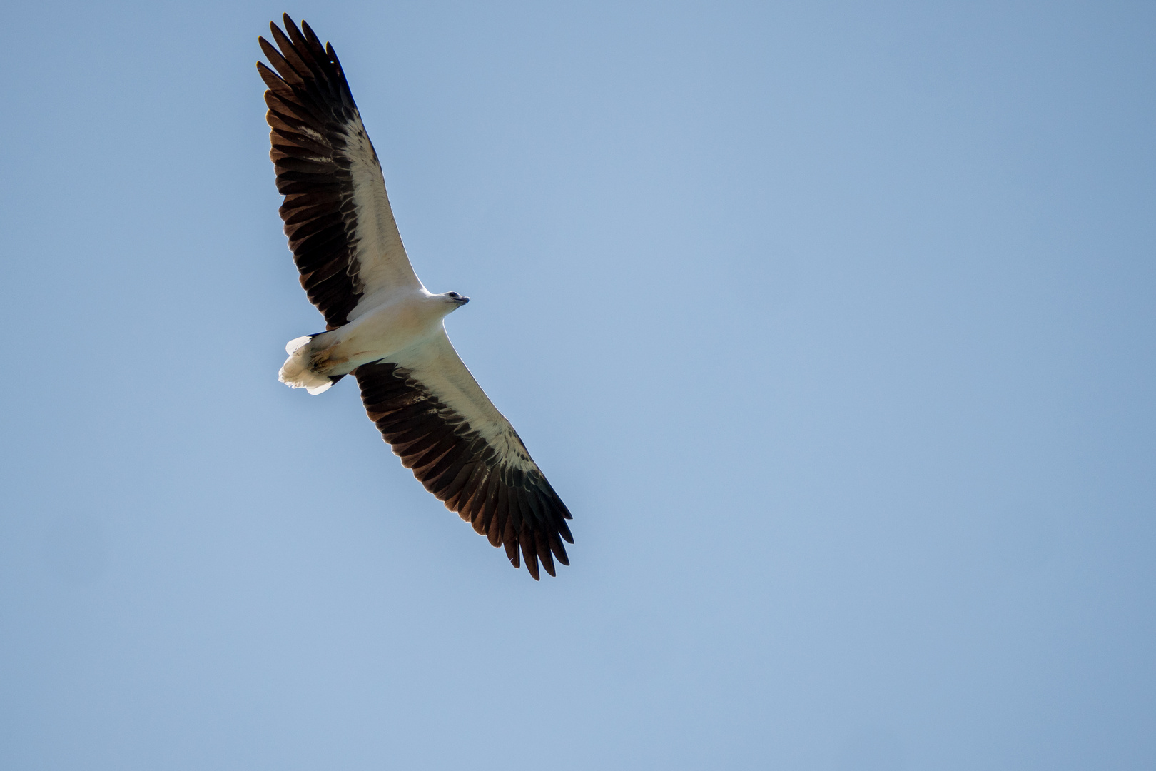 Weißbauchseeadler 