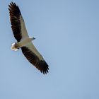 Weißbauchseeadler 