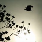 Weißbauchseeadler - Mangroventour auf Langkawi in Malaysia