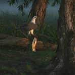 Weißbauchseeadler mit Barramundi