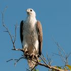 Weissbauchseeadler - Yellow Waters (Northern Territory - Australien)